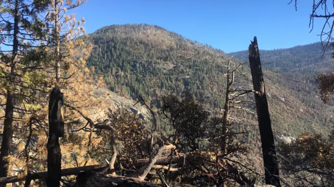 Nhiều đoạn rừng trong thung lũng Yosemite đã cháy và đổ cây hoàn toàn