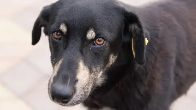 Правила поводження з тваринами. Рада підтримала нові норми