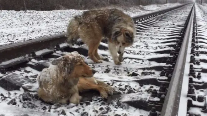 Собаки на рейках.