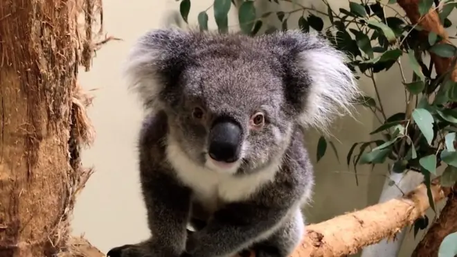 Южноавстралийские коалы добрались до Европы.