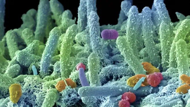 میکروبهای بدن انسان