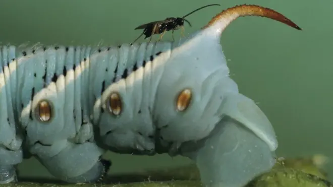 Una avispa parásita (Cotesia congregata) se sube a la parte posterior de una oruga del gusano cuerno del tabaco donde pondrá huevos en el huésped, lo que la mata eventualmente.