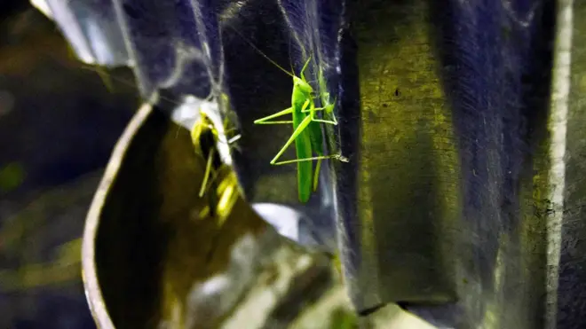 خوردنی کیڑے جھینگر اور ٹڈیاں