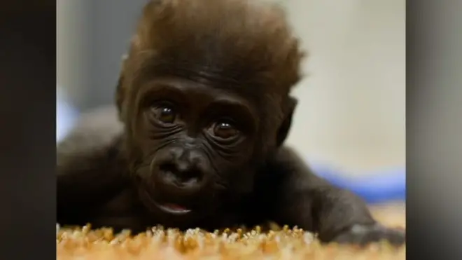 Mladunče gorile u potrazi za surogat majkom