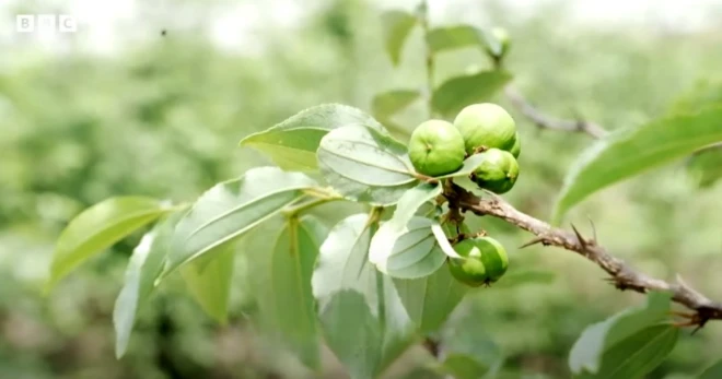 బోధిచిట్టా చెట్టు 