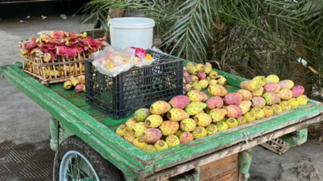 عربة تين شوكي من القاهرة