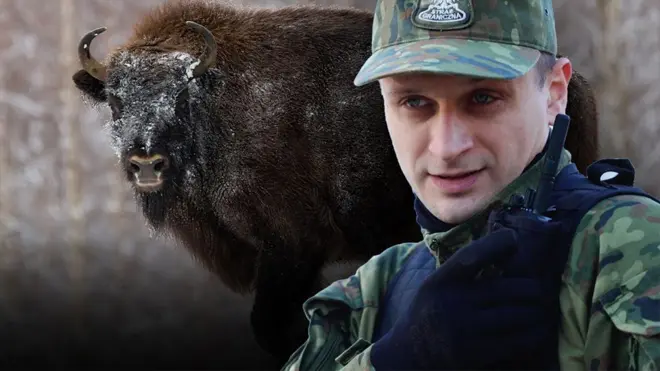 Кризис на границе Польши и Беларуси угрожает заповедному лесу.