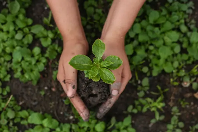 গাছের চারা 