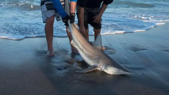 షార్క్ చేపలు, చేపల వేట, తమిళనాడు, మత్స్యకారులు, షార్క్ రెక్కల అక్రమ రవాణా