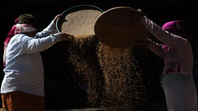 भक्तपुरमा धान भित्र्याउने तयारीमा दुई महिला कृषक