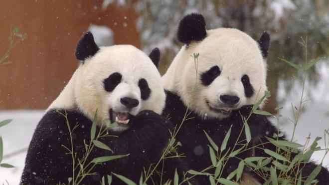 Mei Xiang y Tian Tian