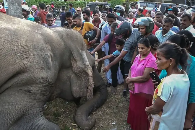 SRI LANKA-ANIMAL-ELEPHANT-ACCIDENT People gather near the dead body of an elephant killed in a train accident in Gallella, in the northeast of Sri Lanka, on July 18, 2025