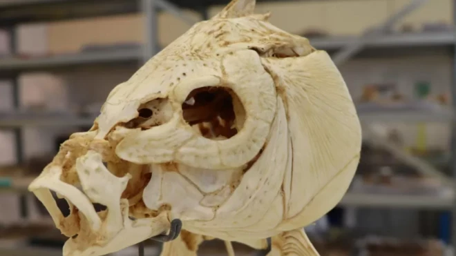 Bulunan sazana benzerbir balık bilim insanlarının keşfini sağladı