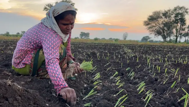 कांदा उत्पादक शेतकरी.