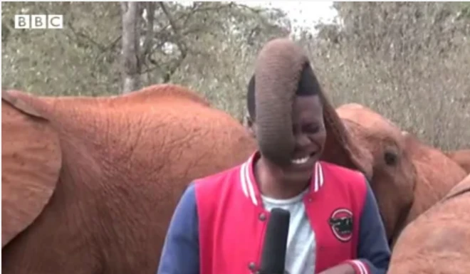 BBC記者の頭を鼻でなでるゾウ