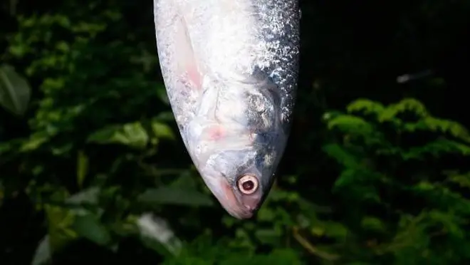 పులస, Hilsa, Hilsha, Pulasa