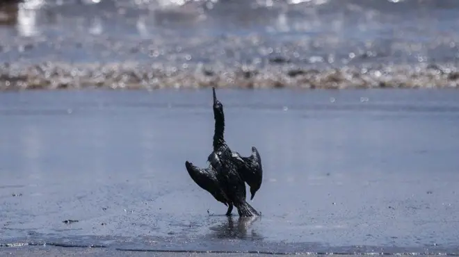 Petrol sızıntısından etkilenen hayvanlar