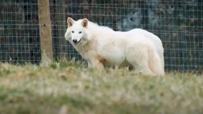 डायर वूल्फ