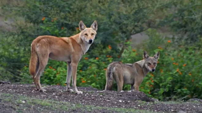 Larger tawney-coloured wolf-dog hybrid, alongside smaller grey-coloured wolf