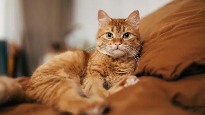 sarman bir kedi açık kahverengi - turuncu renkli bir koltukta uzanmış yatar halde