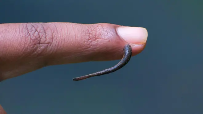 அட்டைகள் நம் ரத்தத்தை குடிக்கும்போது வலியே தெரியாதது ஏன்?