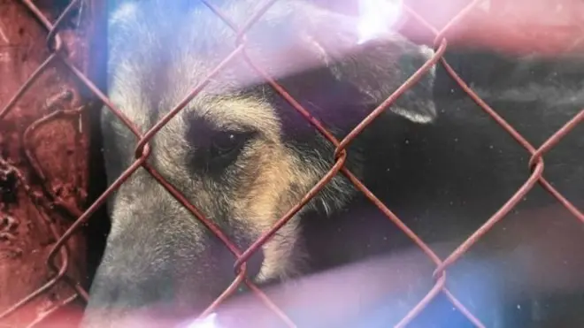 รูปสุนัขในกรง