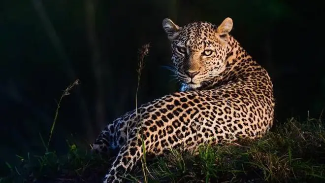 Leopardo iluminado por la luz del atardecer