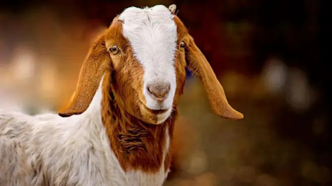 పాకిస్తాన్, సింధ్, ఆయుధాలు, జిర్గా, పంచాయితీ