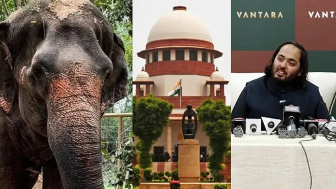 महादेवी हत्ती, सुप्रीम कोर्ट आणि मुकेश अंबानी यांचा धाकटा मुलगा अनंत अंबानी पत्रकार परिषदेत वनताराशी संबंधित प्रश्नांना उत्तरे देताना.