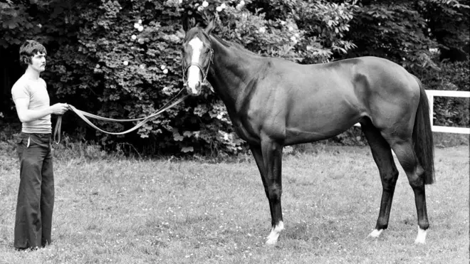 Переможець дербі, скаковий кінь Шергар у стайні. 6 червня 1981 року. 