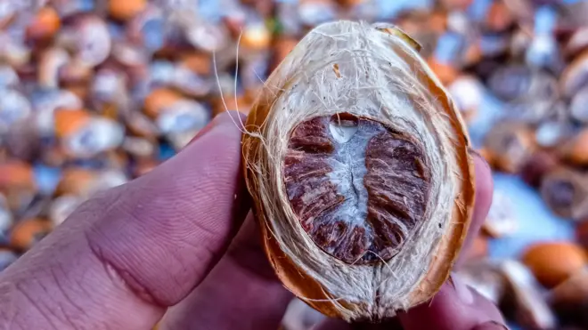 Flora Carita: Pinang