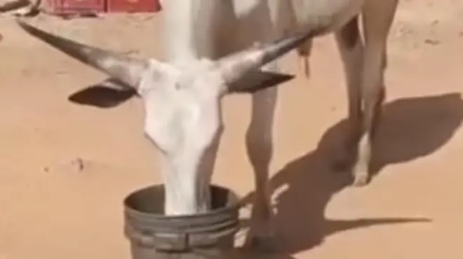 Di video dey circulate for social media