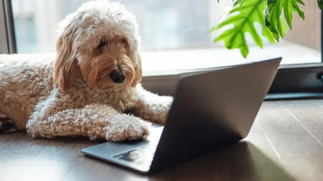 Açık kahverengi bir köpek, önünde bir bilgisayar açık bir şekilde duruyor. Bir patisini bilgisayara koymuş. 