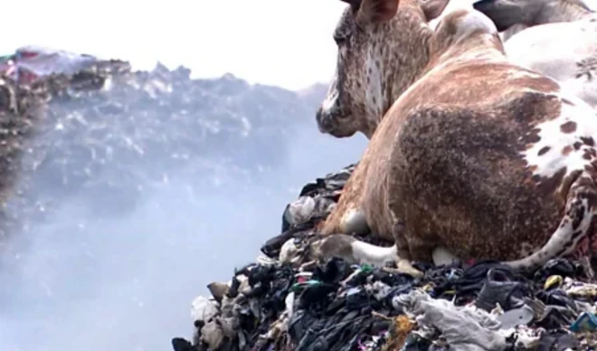 埋立地のごみの山の上に牛が座っている