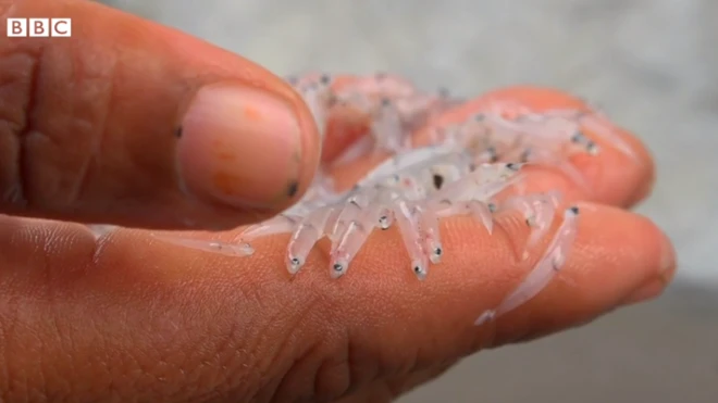 चिरा मीनू