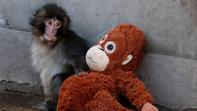 Мајмун Панчу