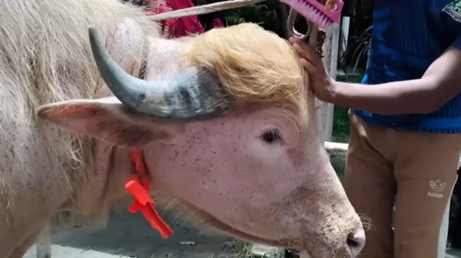 Dibiga al sheegay in uu Trump u egyahay 