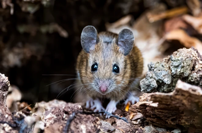 تصویر یک موش از مقابل