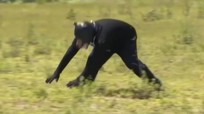 napad medveda, čovek u kostimu medveda