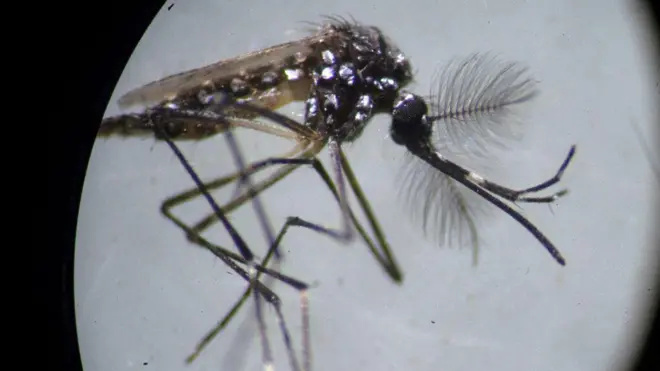 Nyamuk Aedes aegypti 