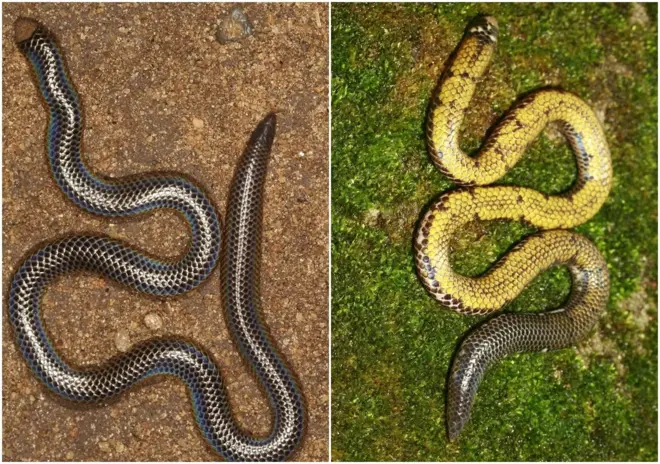 ලෝක සර්ප නමාවලියට ශ්‍රී ලංකාවෙන් තවත් සර්ප විශේෂ දෙකක් හඳුන්වා දීමට මෙරට පර්යේෂණ කණ්ඩායමක් සමත්ව තිබේ.