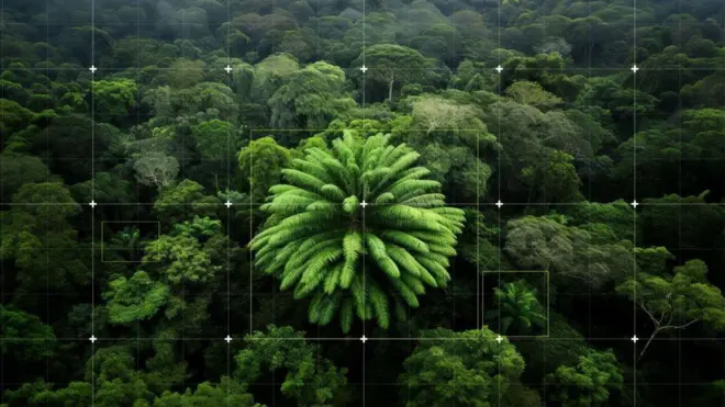 Imagem aérea da Floresta1xbet bonus de boas vindasoNgoye com a planta solitária no centro