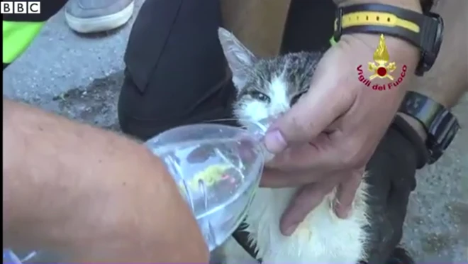 男性が猫にペットボトルから水を飲ませている
