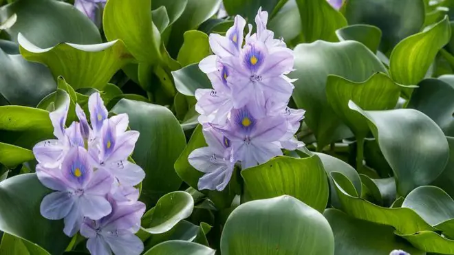 কচুরি ফুল