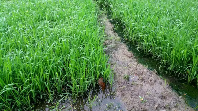 ধান চাষ, ফাইল ফটো।