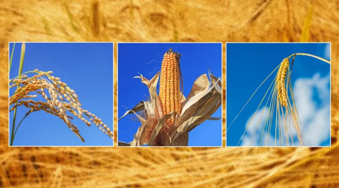 ਚੌਲ, ਕਣਕ, ਜੌਂਅ ਅਤੇ ਮੱਕੀ ਸਾਰੀ ਦੁਨੀਆ ਵਿੱਚ ਸਾਡੀ ਖੁਰਾਕ ਦਾ ਵੱਡਾ ਹਿੱਸਾ ਬਣਾਉਂਦੇ ਹਨ