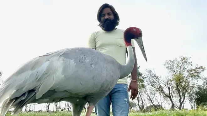 মোহাম্মদ আরিফ ও তার সারস বন্ধু 