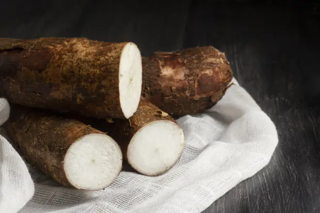Des tubercules de manioc