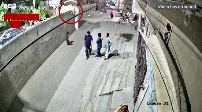 పాకిస్థాన్లో వీధిలోకి వచ్చిన సింహం