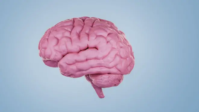 العلماء يبحثون مدى تأثير الفطريات على الدماغ البشري